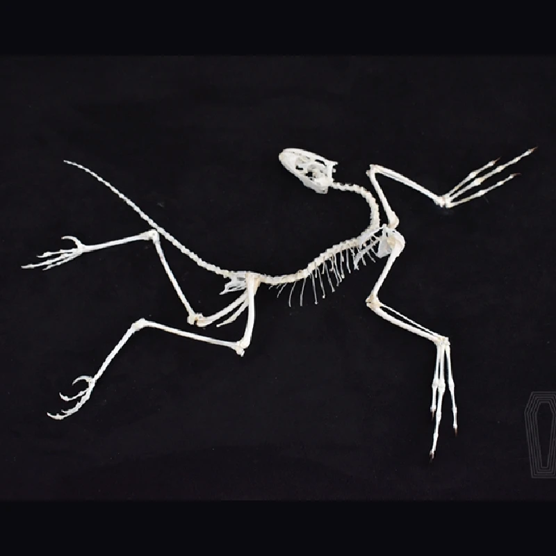 2120 Артефакт археоптерикса: Д – обзор и цена Fossil Replica Display