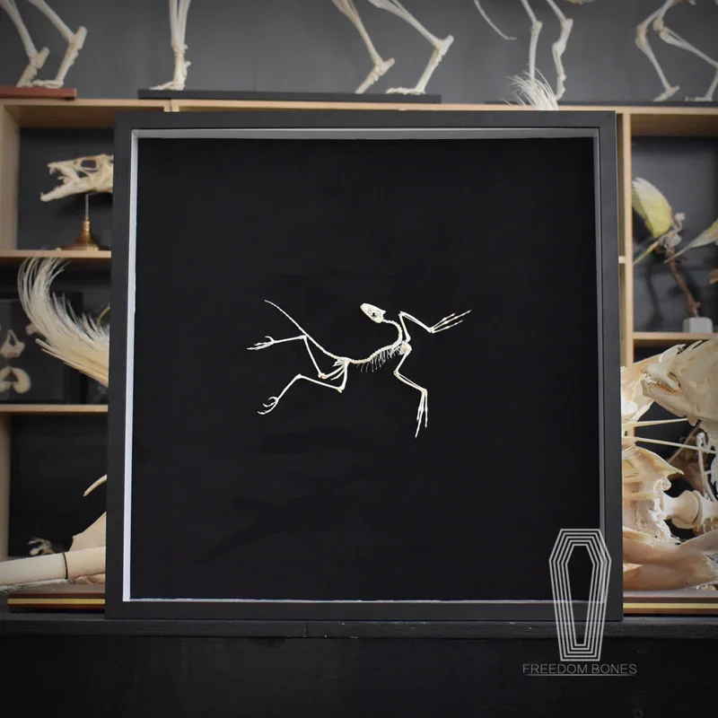 2120 Артефакт археоптерикса: Д – обзор и цена Fossil Replica Display