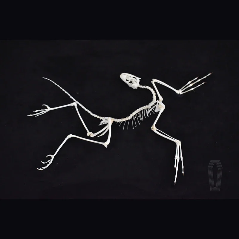 2120 Артефакт археоптерикса: Д – обзор и цена Fossil Replica Display